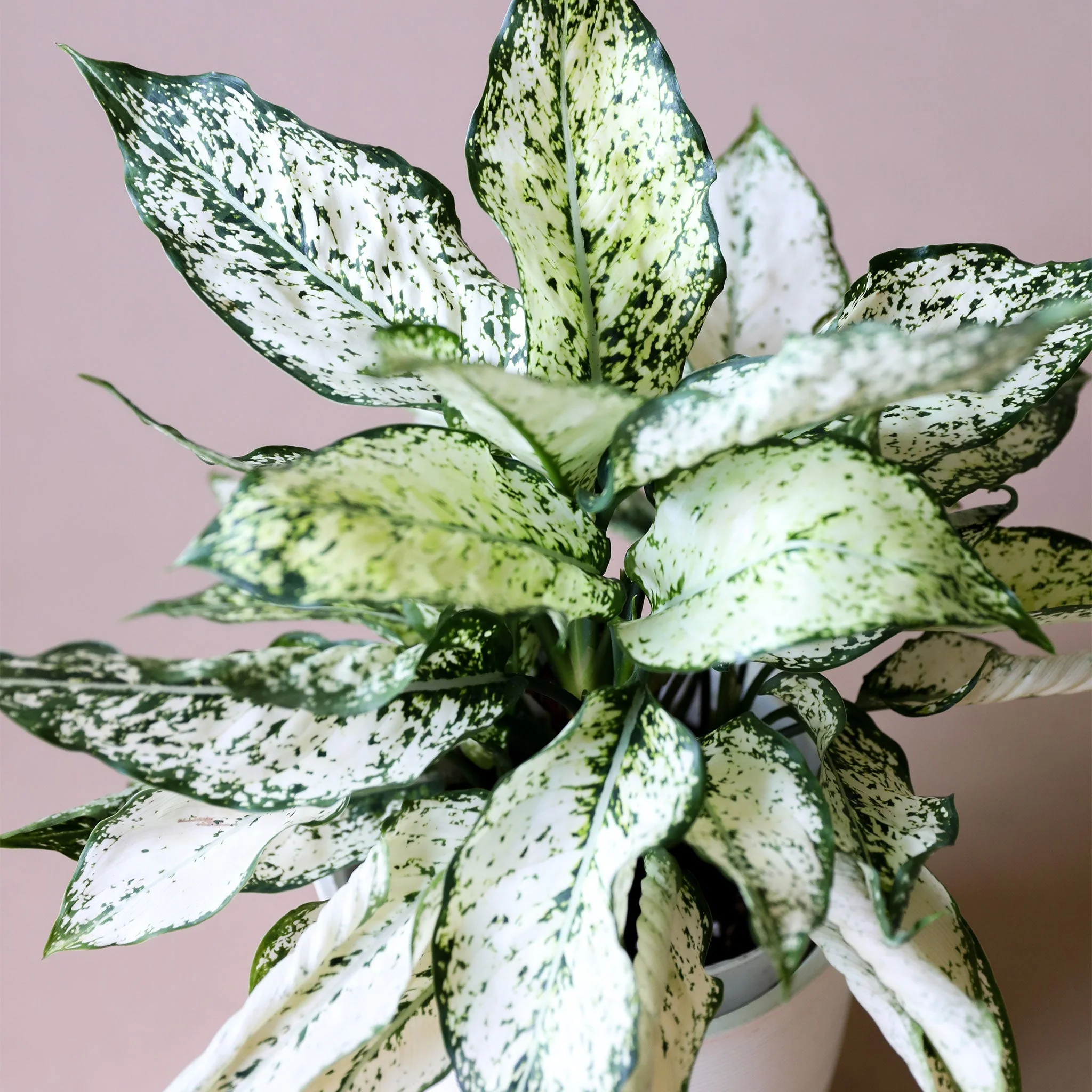 Aglaonema | First Diamond - Image 16