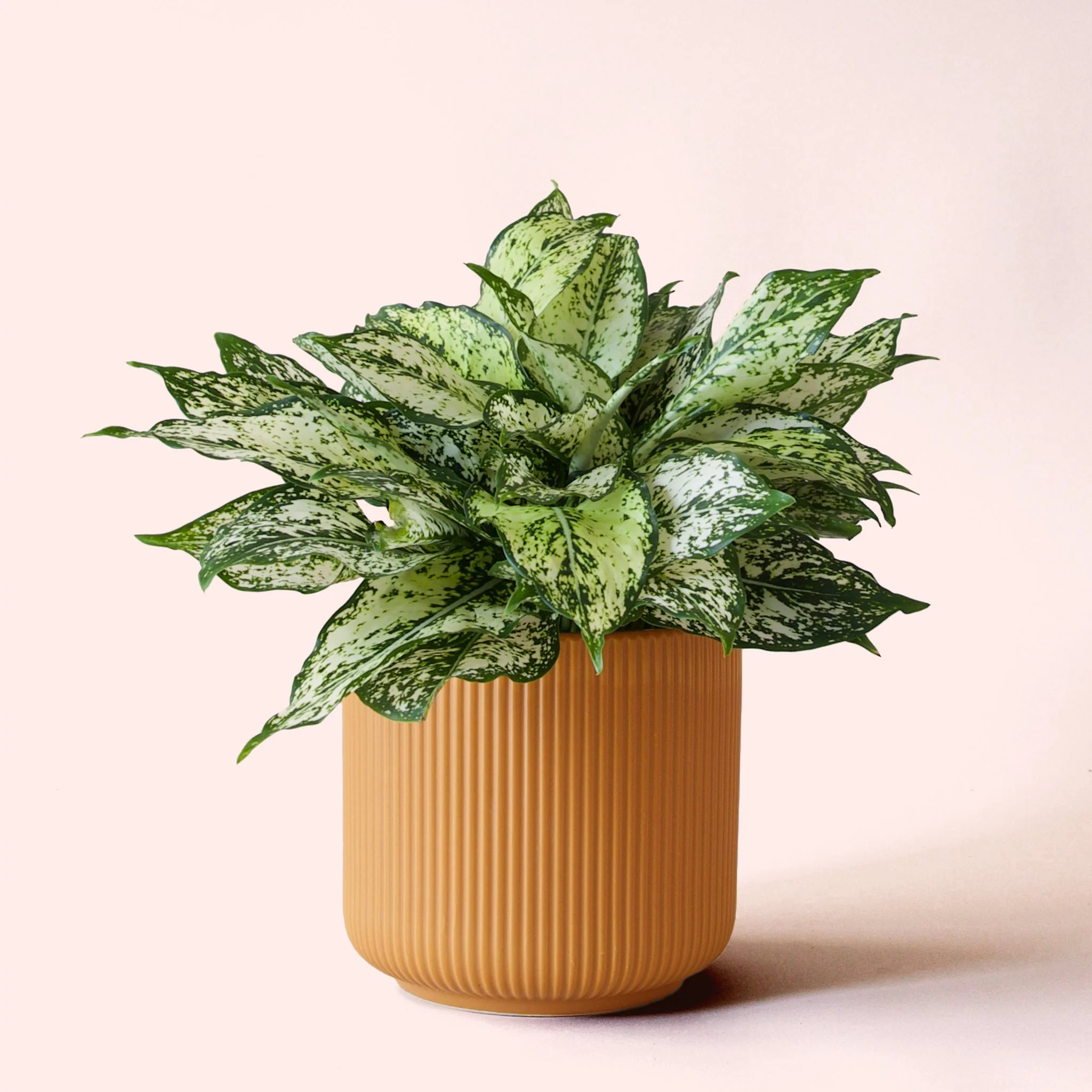 Aglaonema | First Diamond - Image 5