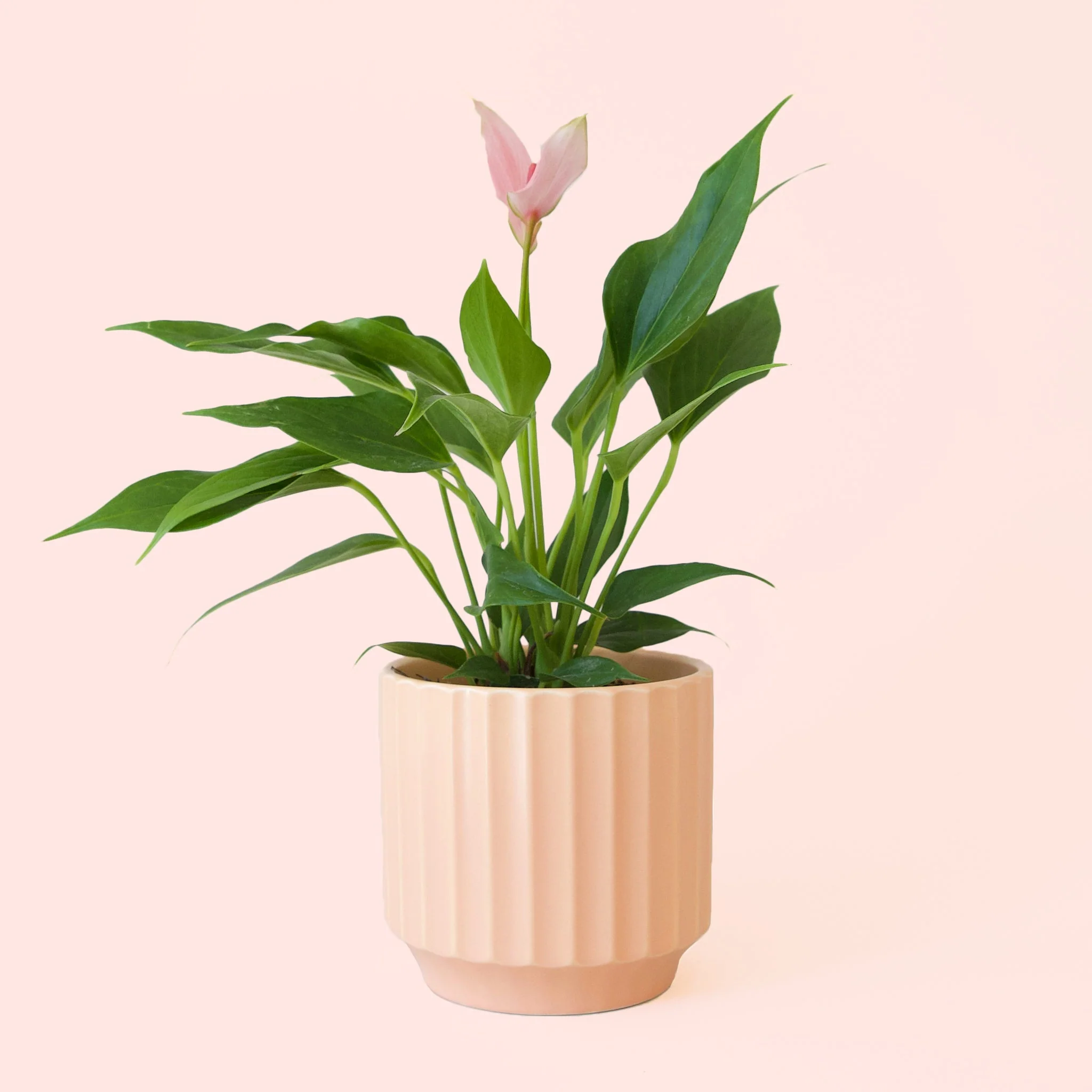 Anthurium | Lilli - Image 10
