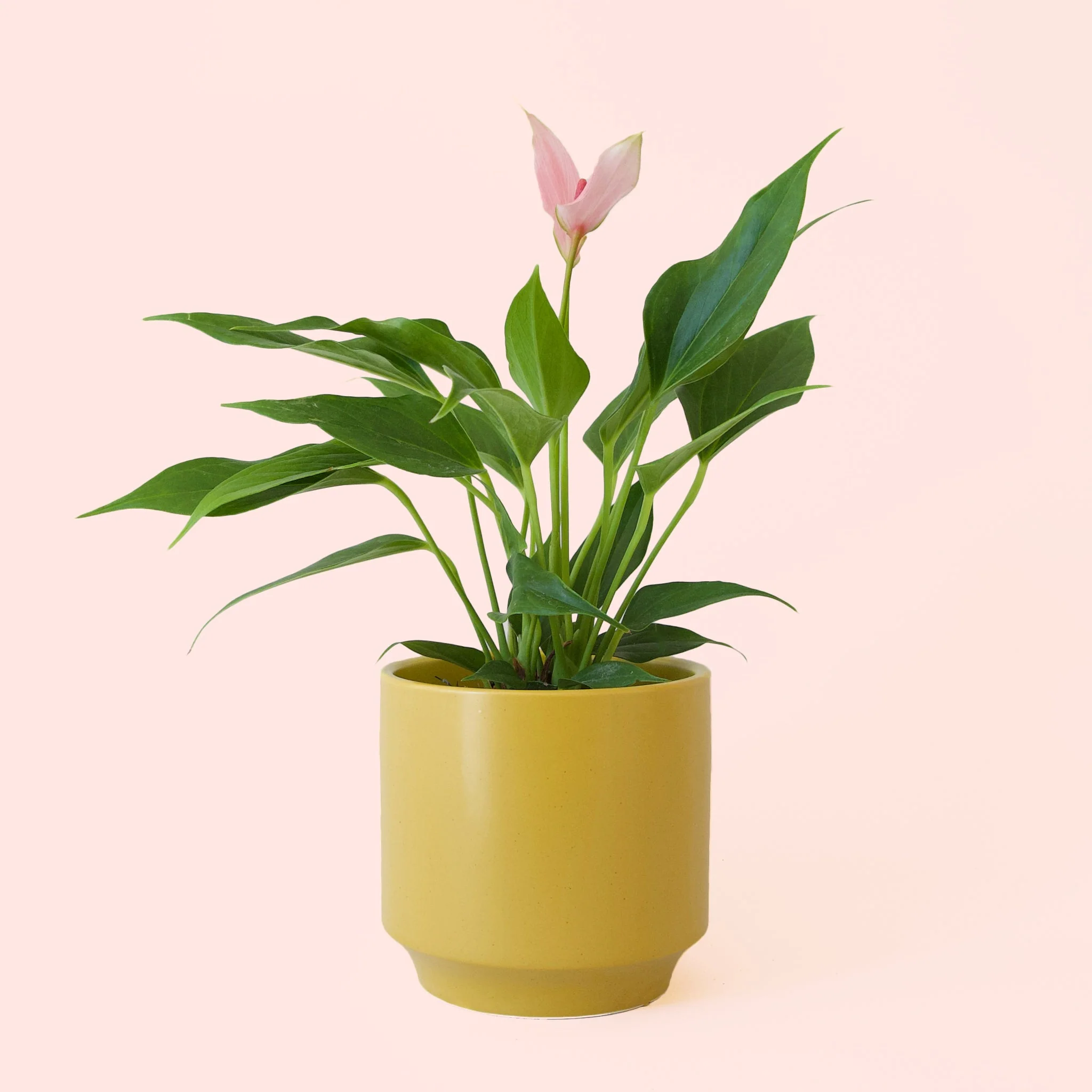 Anthurium | Lilli - Image 13