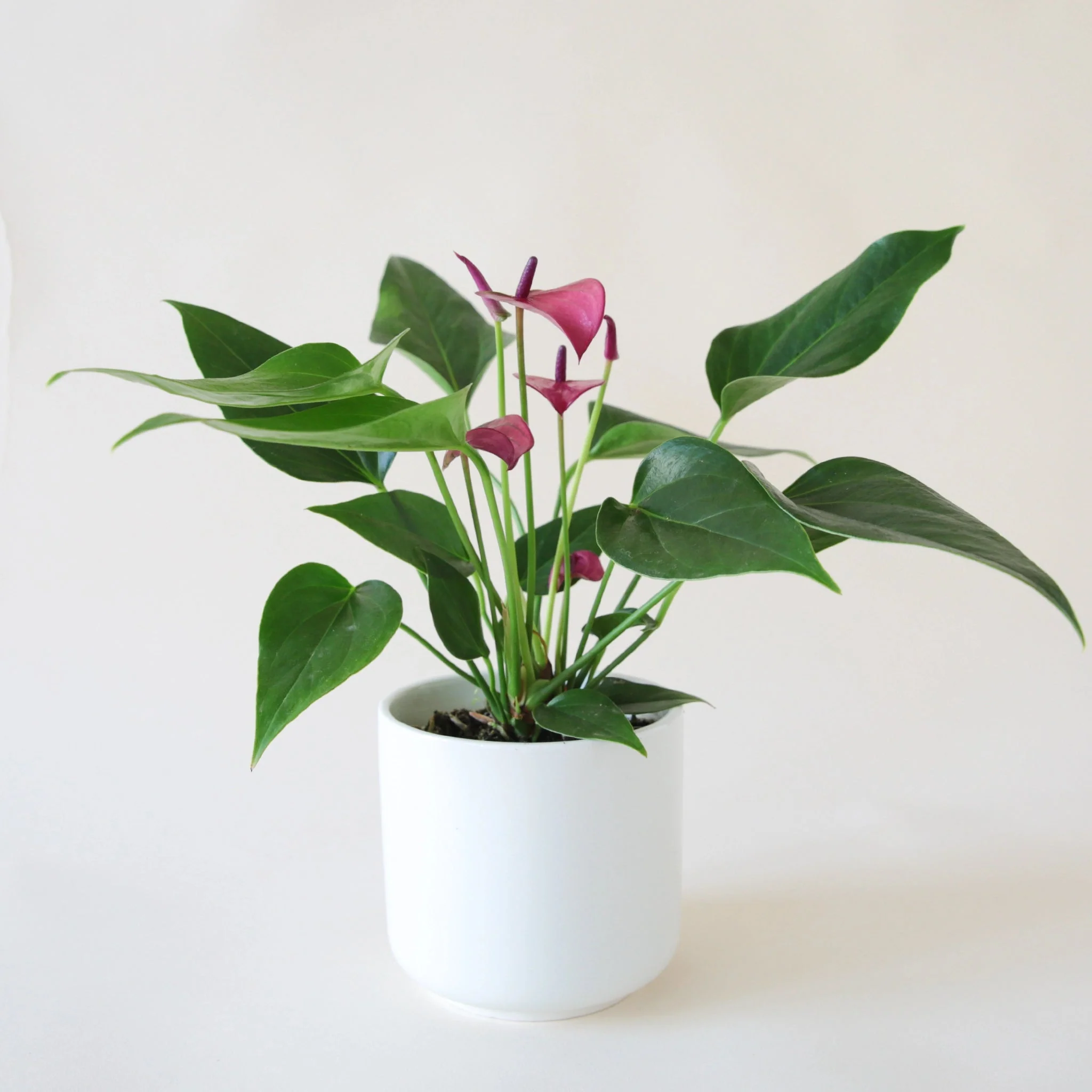 Anthurium | Zizou - Image 16