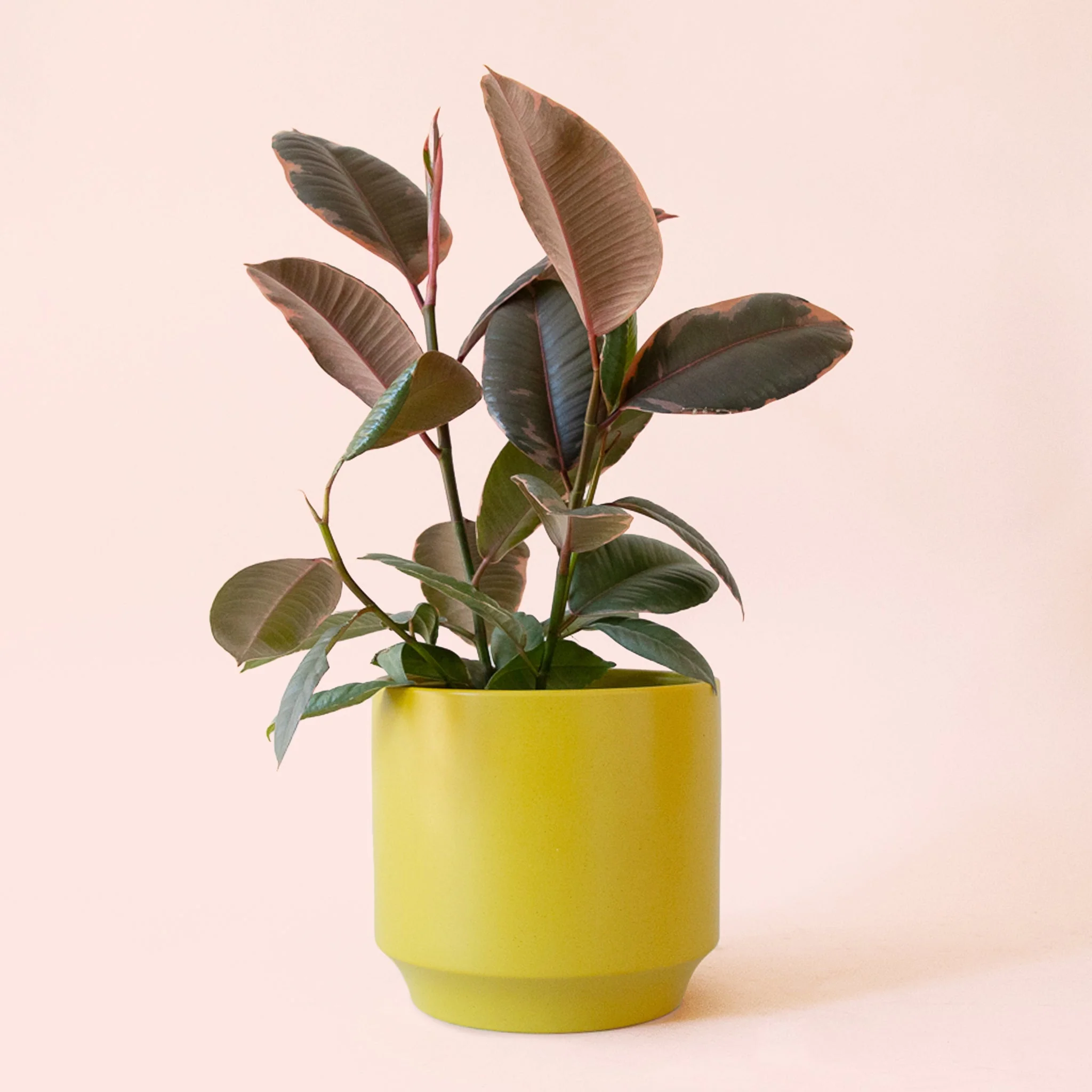 Ficus Elastica | Ruby - Image 11