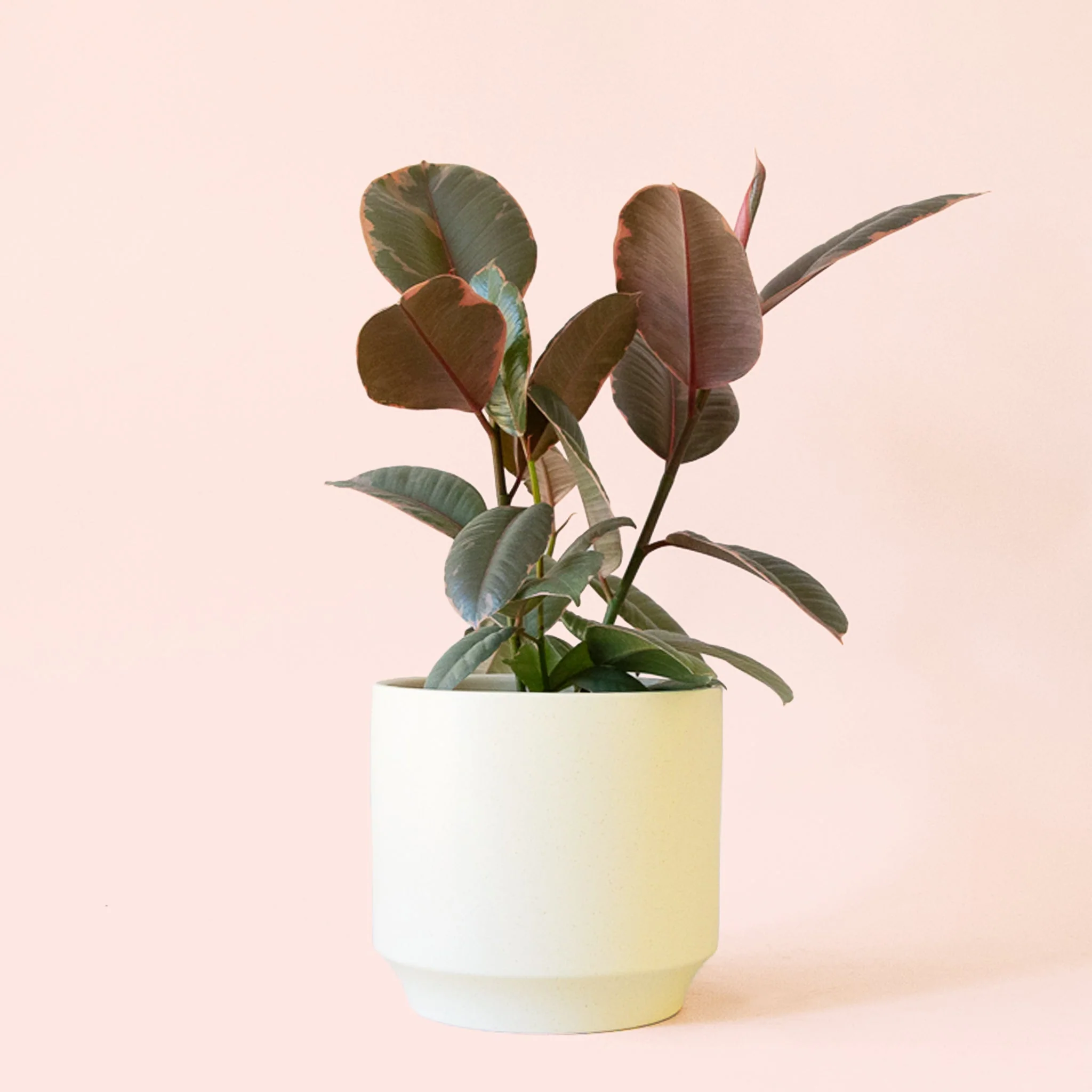 Ficus Elastica | Ruby - Image 14