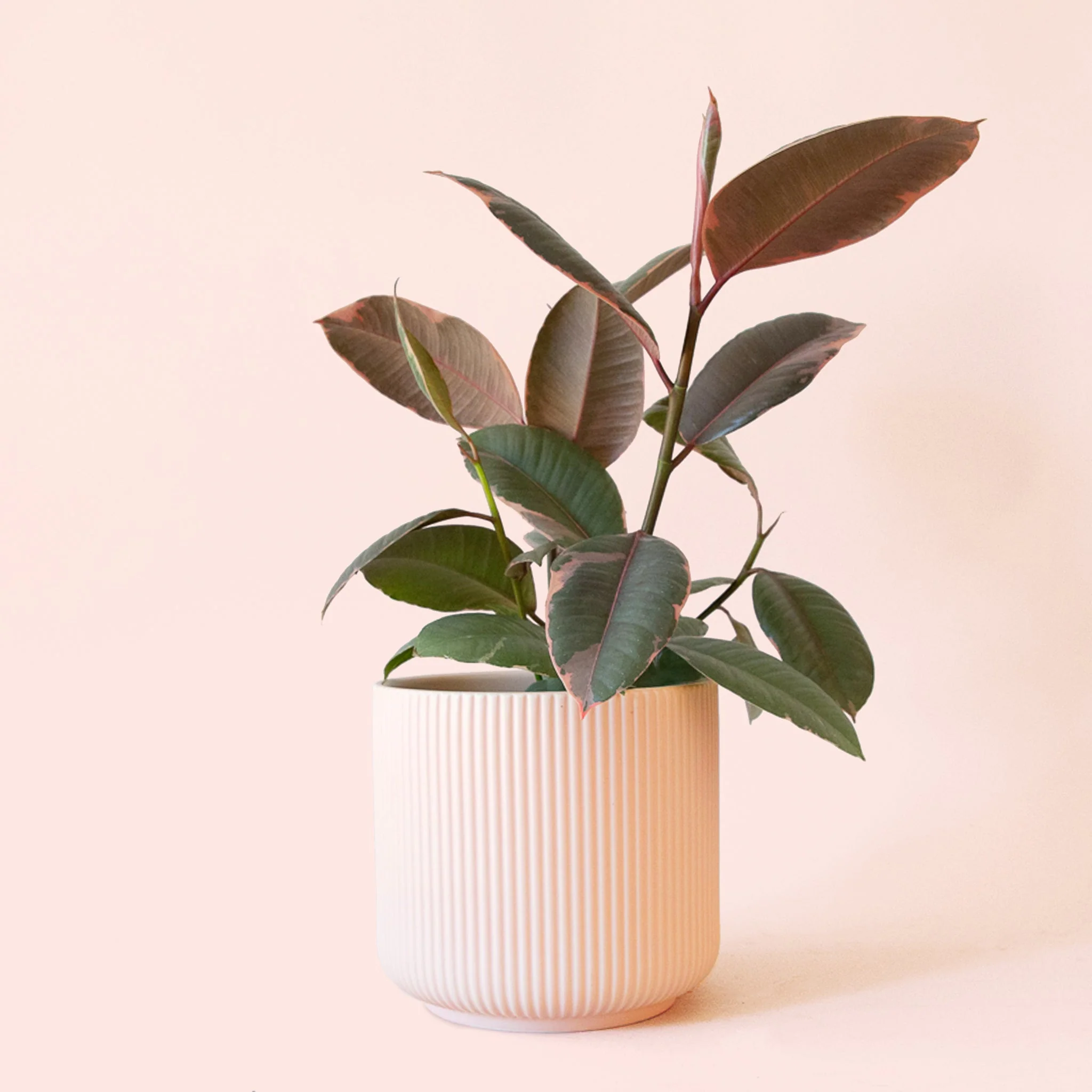 Ficus Elastica | Ruby - Image 18