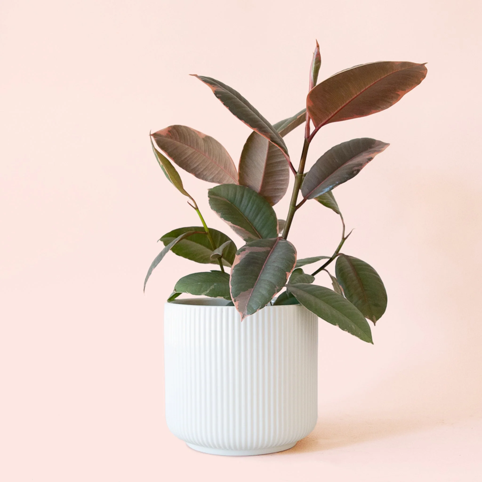 Ficus Elastica | Ruby - Image 5
