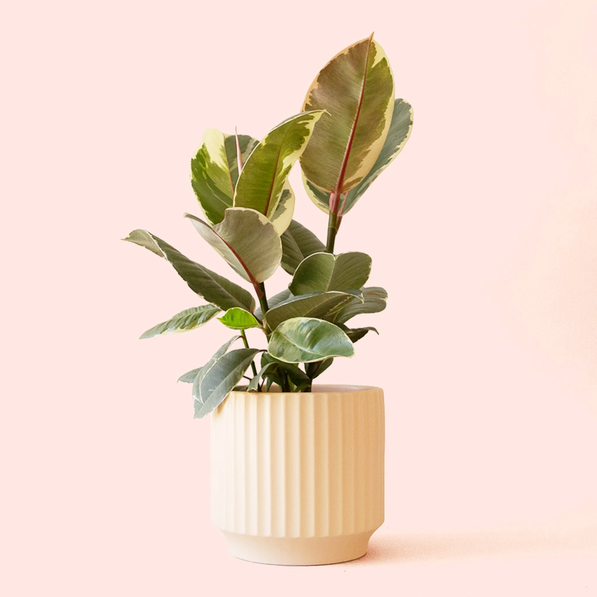 Ficus Elastica | Tineke - Image 10