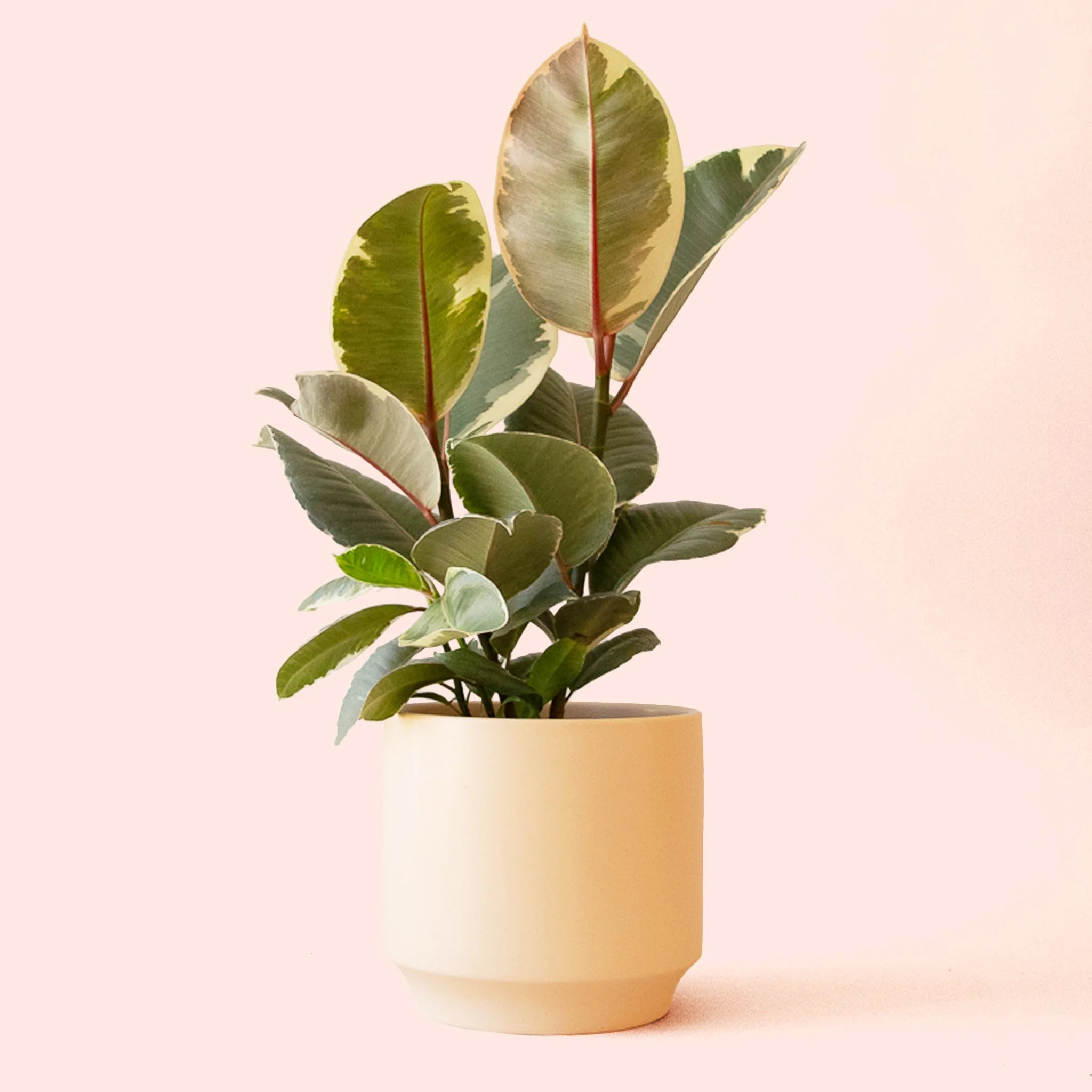 Ficus Elastica | Tineke - Image 14