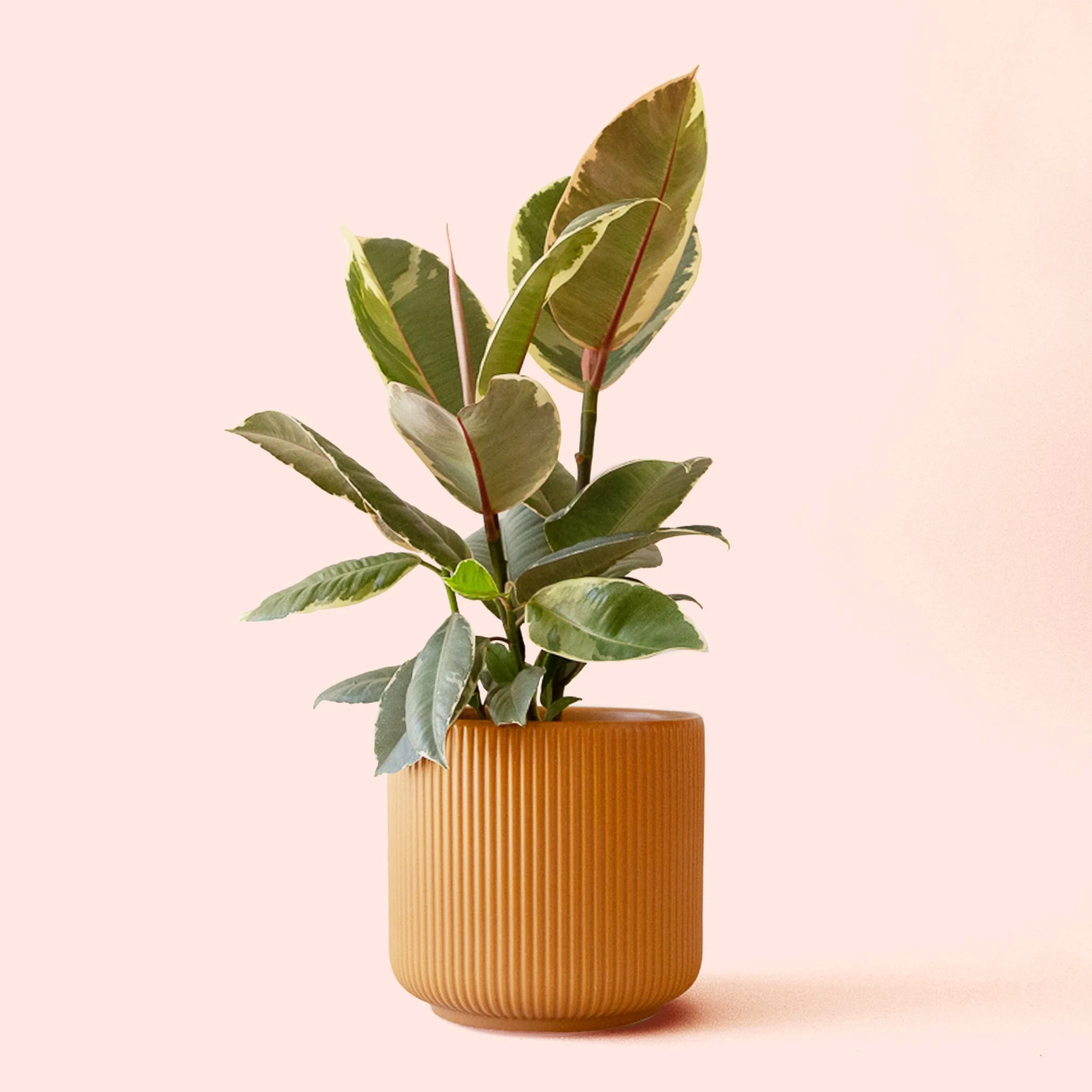 Ficus Elastica | Tineke - Image 5