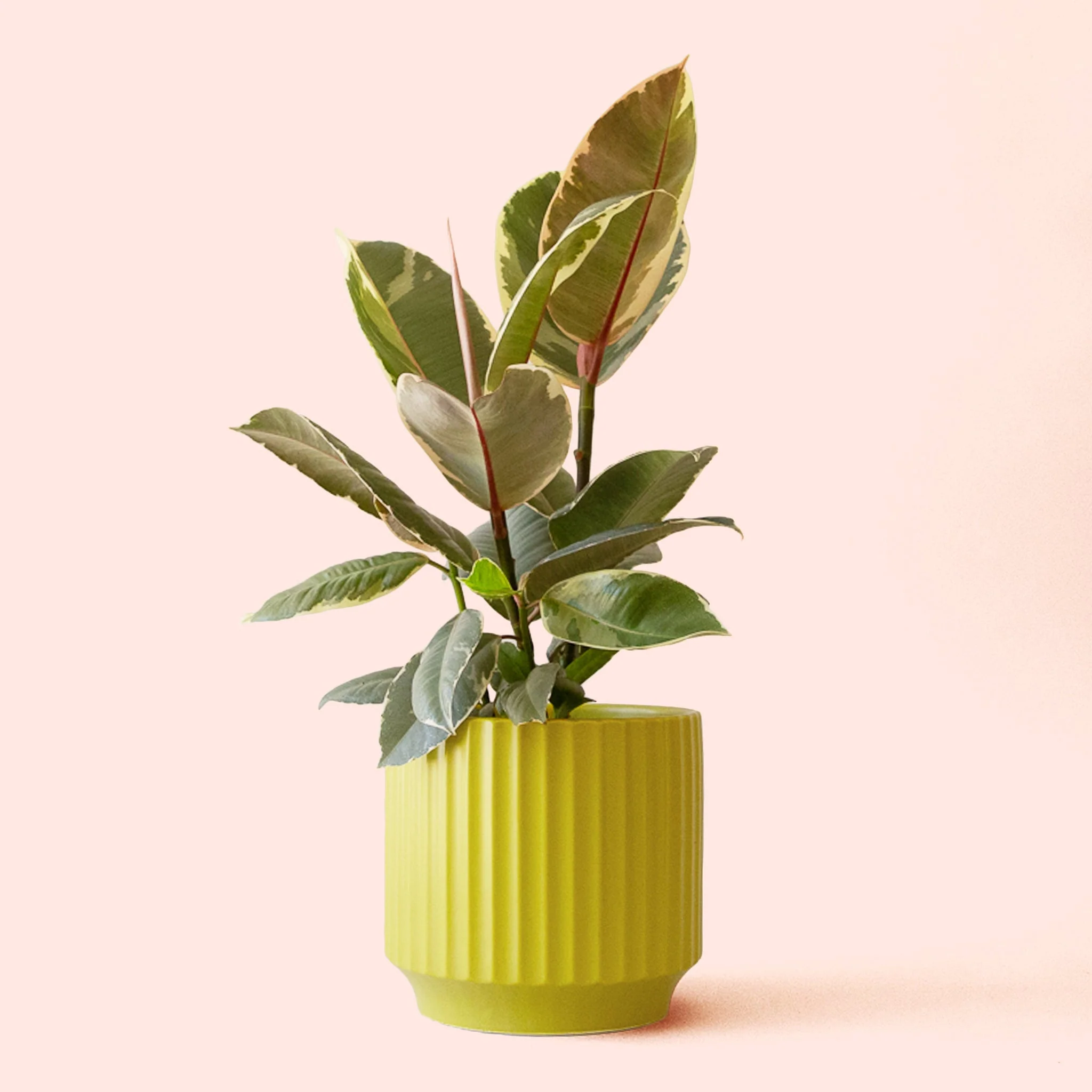 Ficus Elastica | Tineke - Image 7