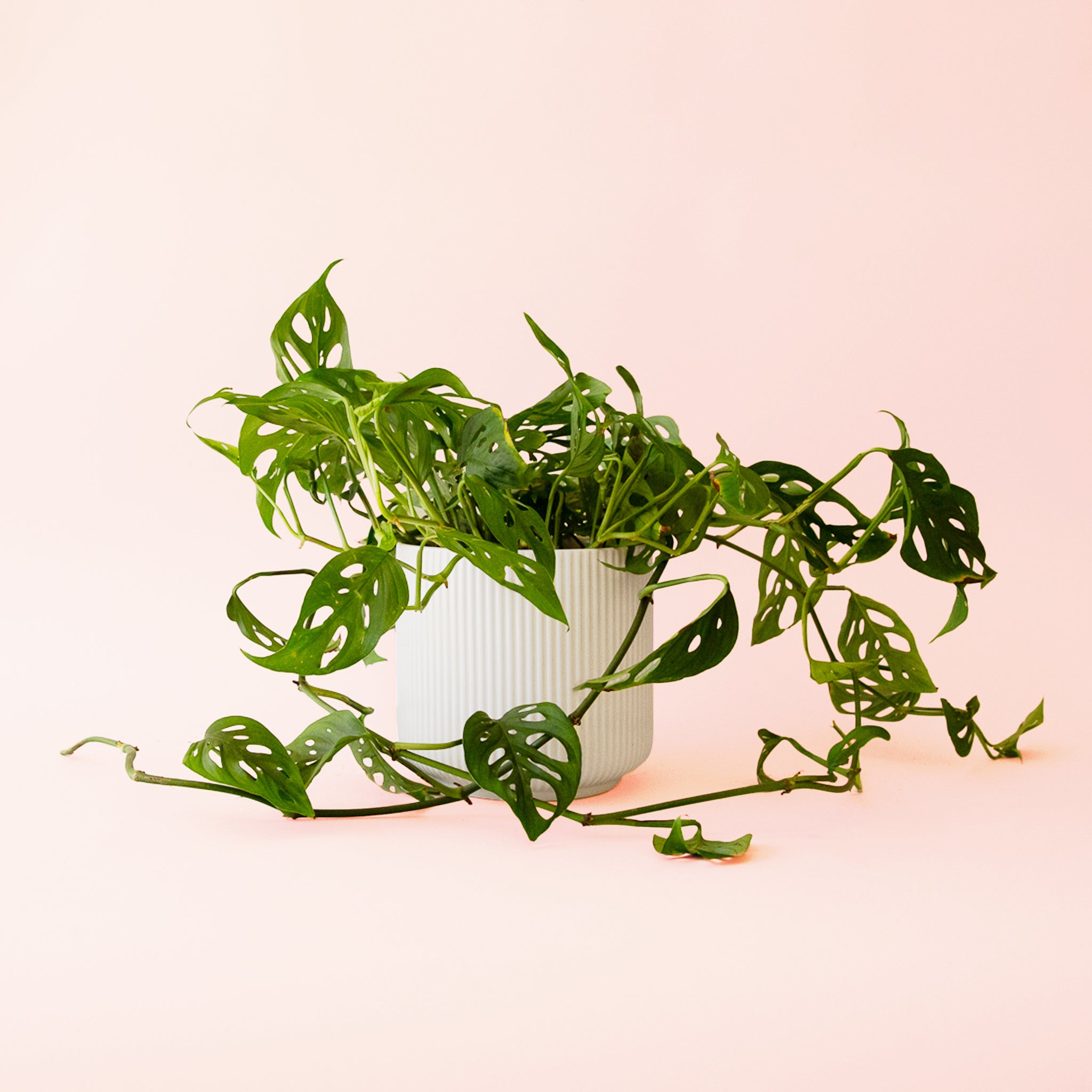 Monstera | Adansonii - Image 5