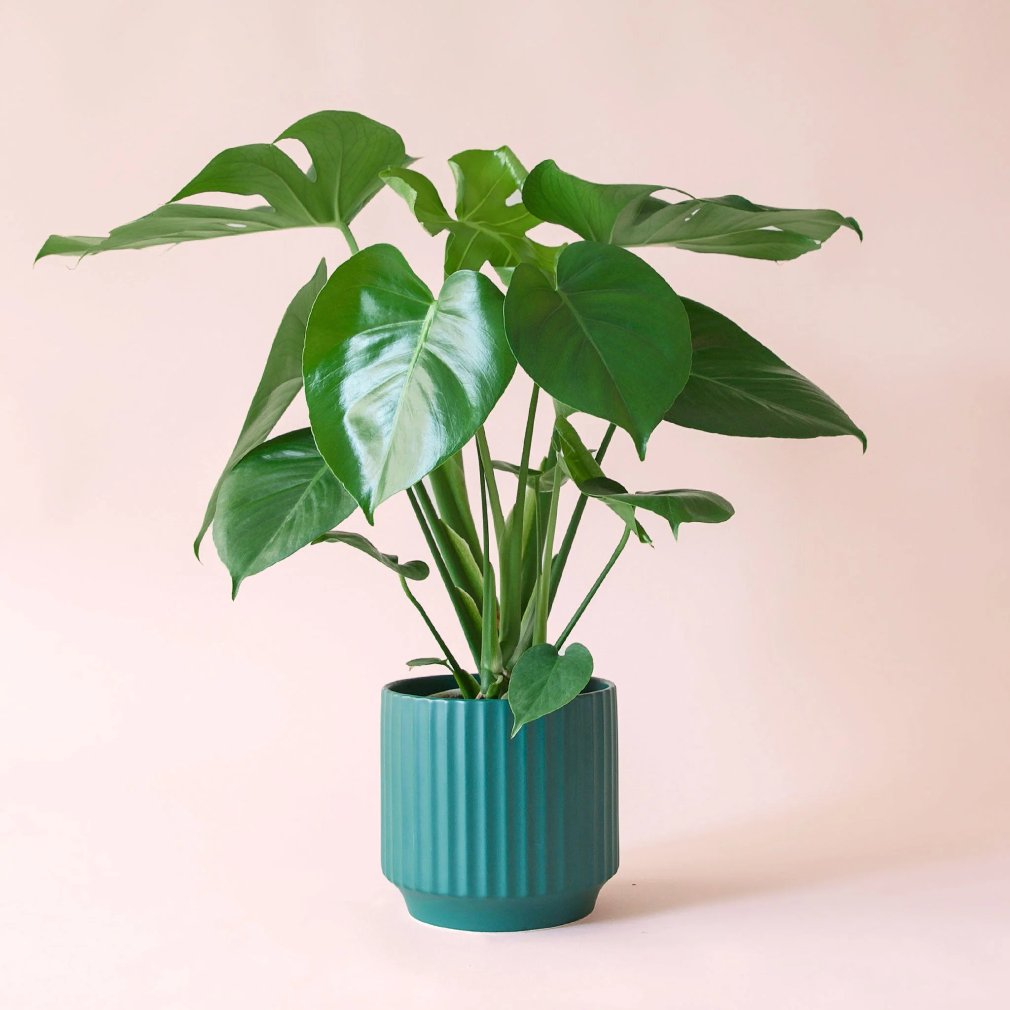 Monstera | Deliciosa - Image 8