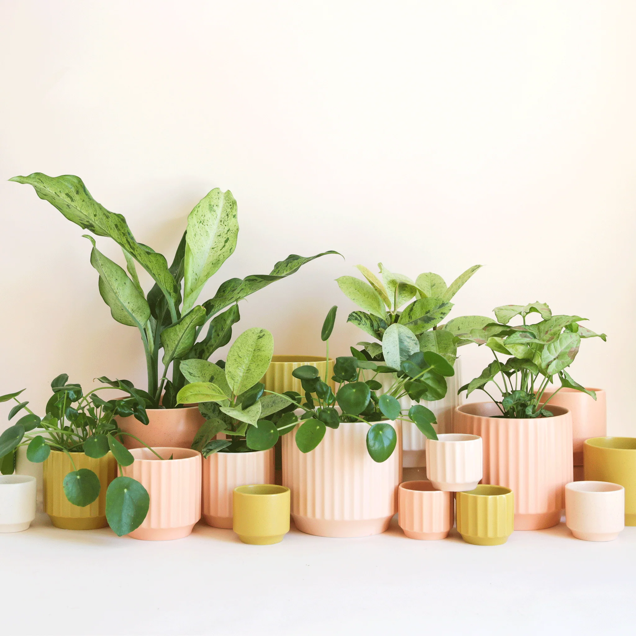 Monroe Planter | Vanilla - Image 5