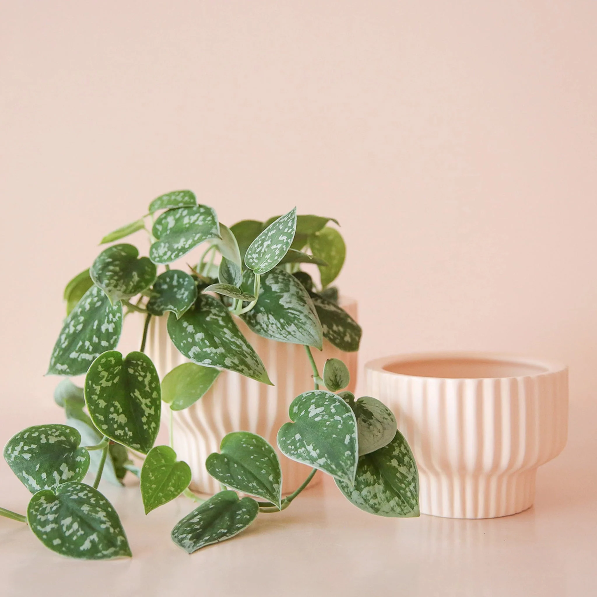 Presley Pedestal Planter | Ballerina - Image 5