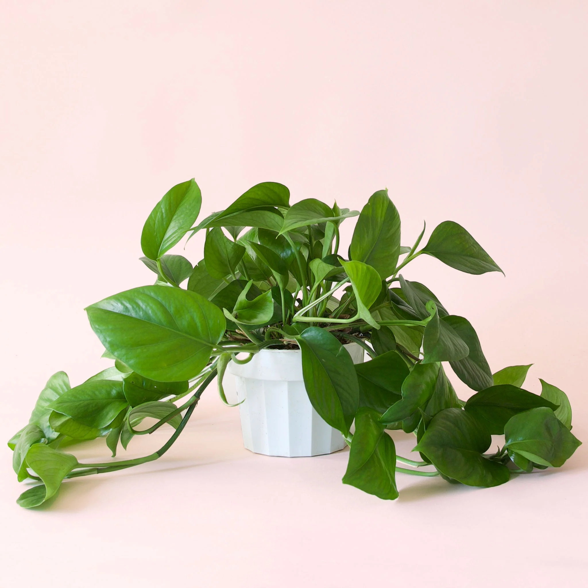 Pothos | Green - Image 30