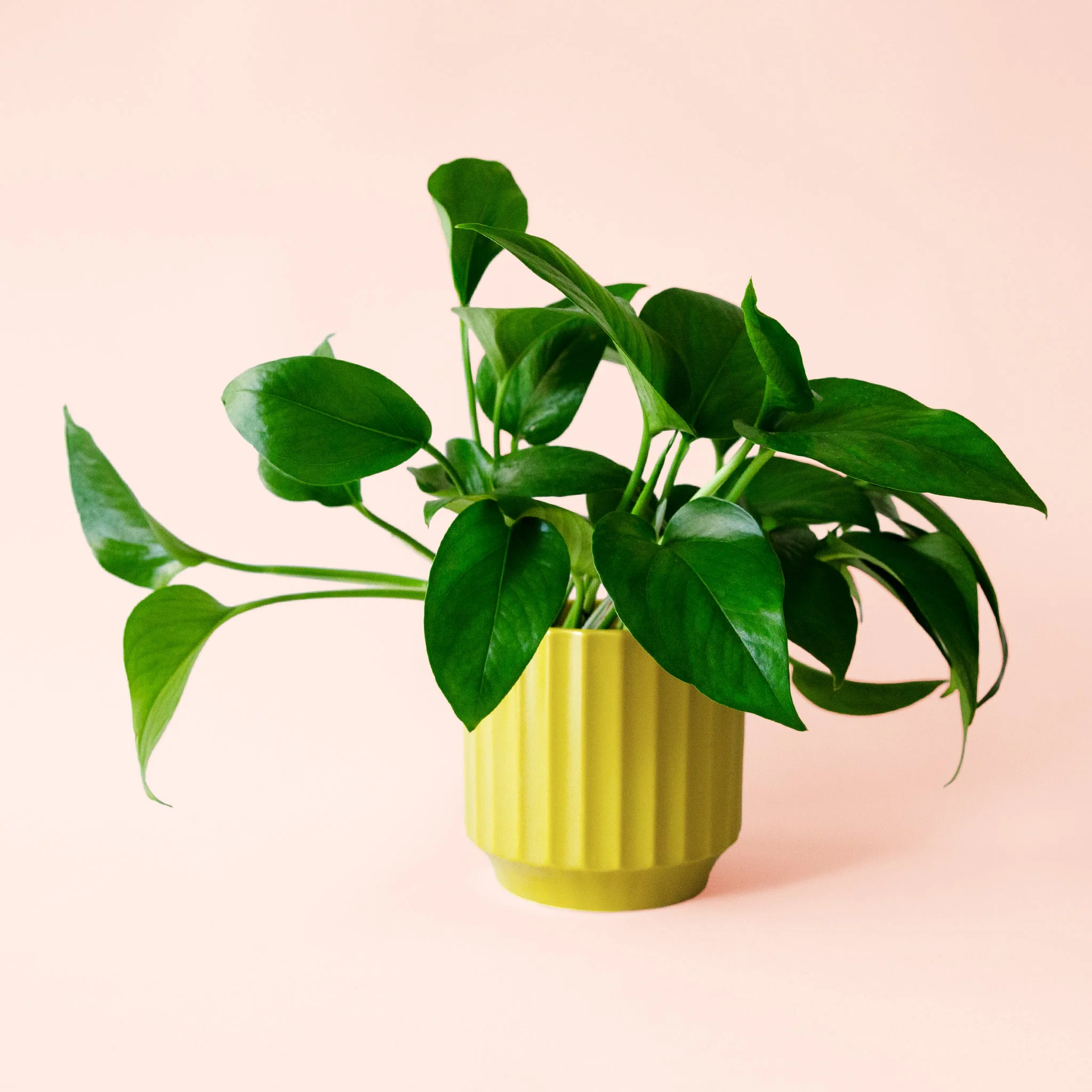 Pothos | Green - Image 8