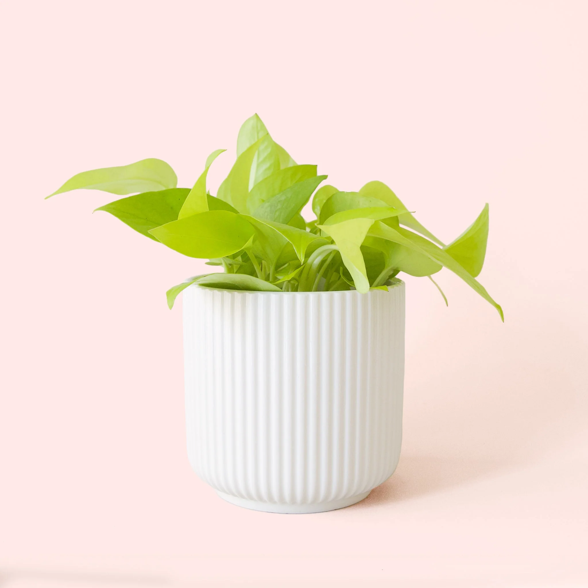 Pothos | Neon - Image 7