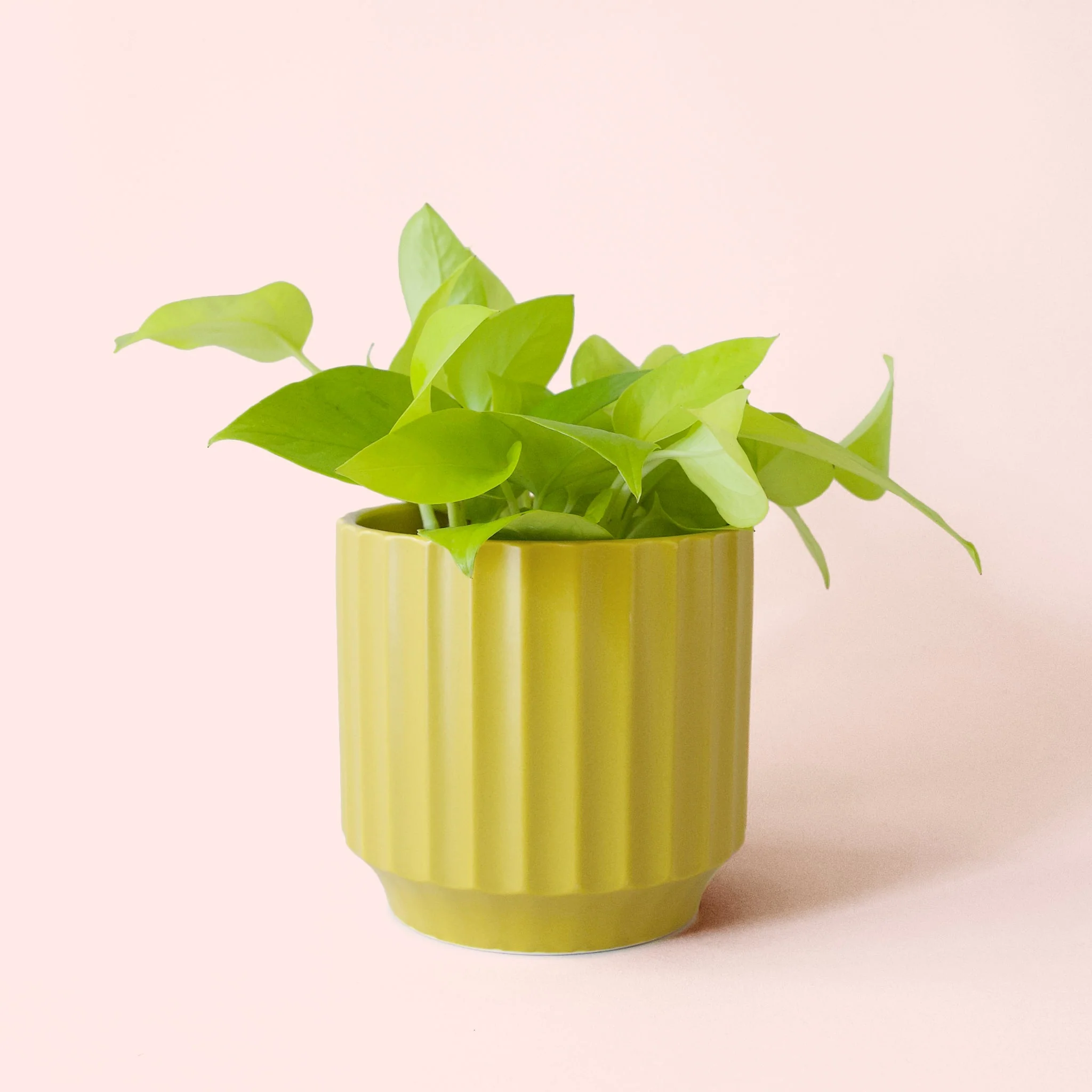 Pothos | Neon - Image 8