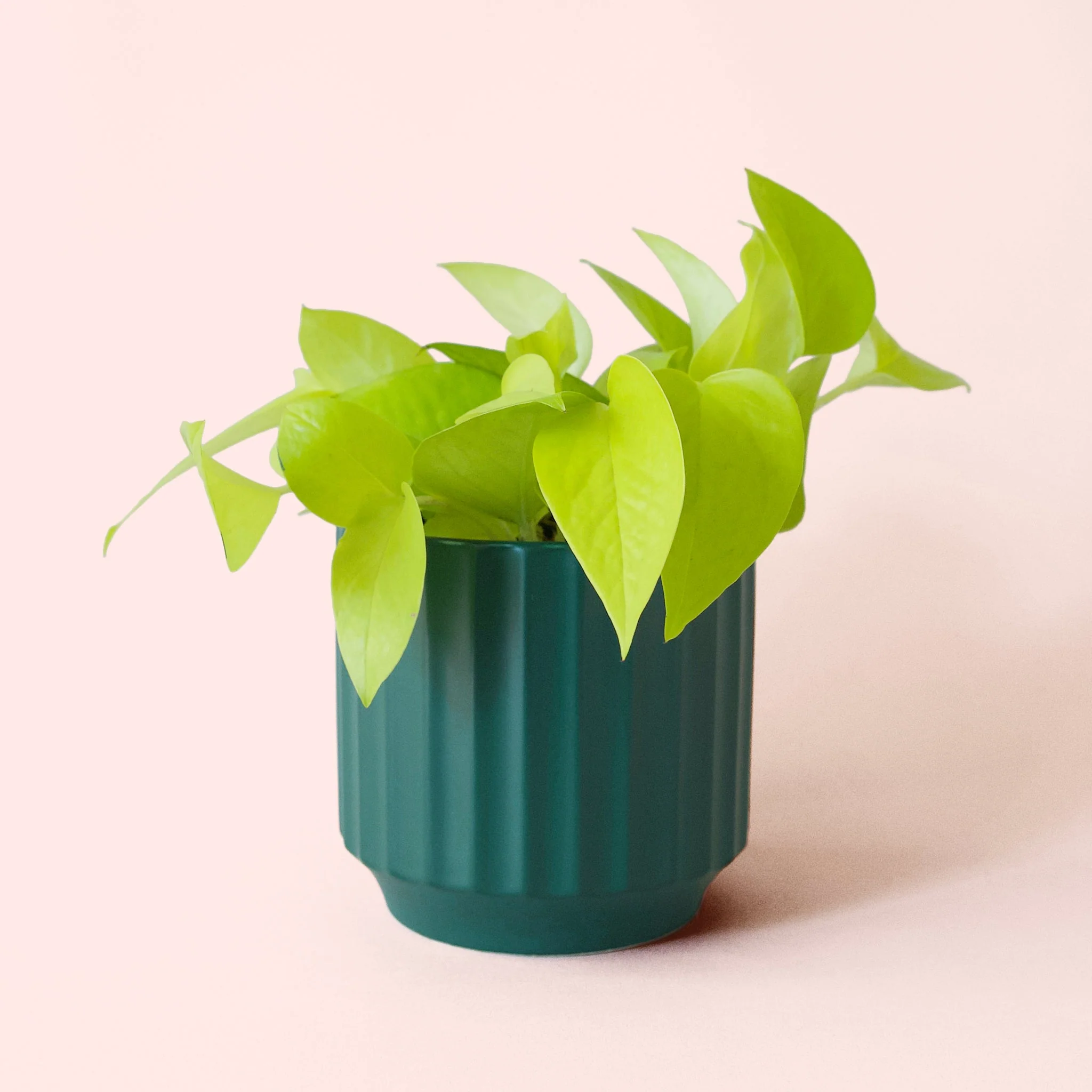 Pothos | Neon - Image 9