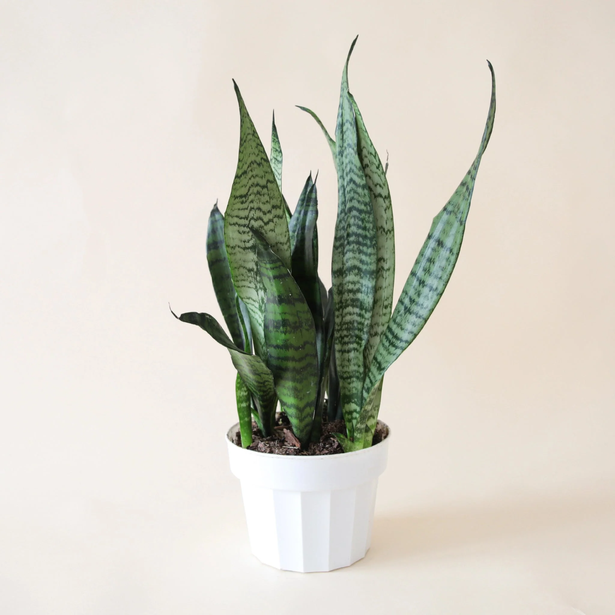 Sansevieria | Zeylanica - Image 17